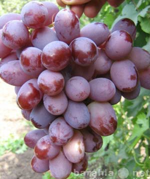 Продам: черенки (чубуки) и саженцы винограда