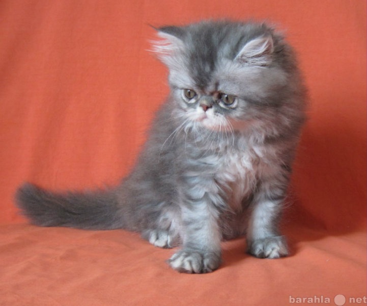 Продам: Продам персидских и экзотических котят