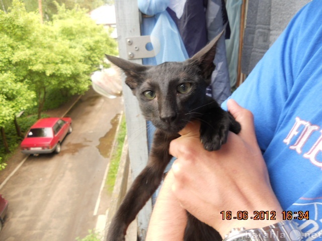 Продам: Ориентальная чёрная кошка с зелёными гла