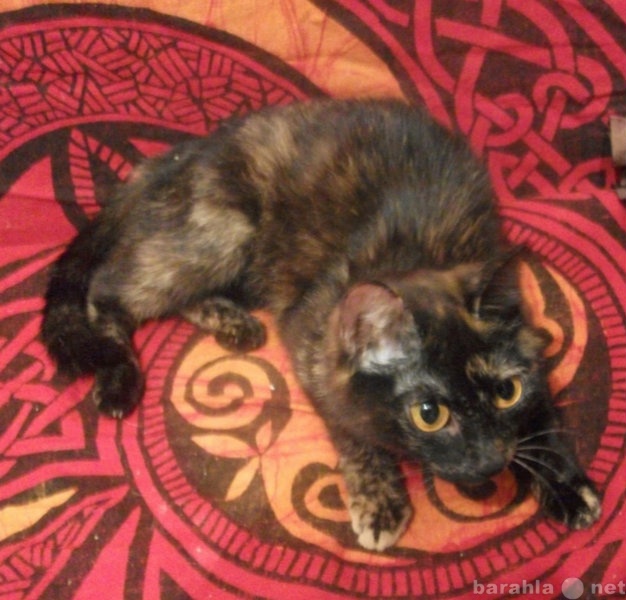Кошка черная с рыжими пятнами порода. Черный кот с рыжими пятнами. Черная кошка с рыжими пятнами. Котенок черный с рыжими пятнами. Черно коричневый котенок.