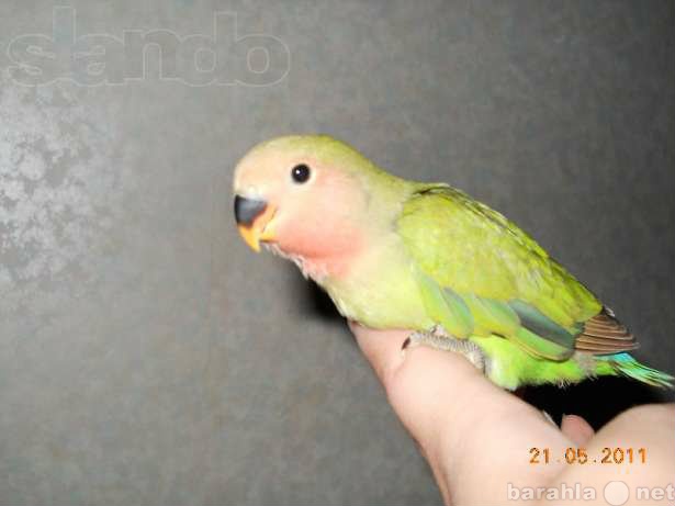 Продам: Продам ручных птенцов попугая