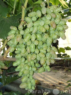 Продам: черенки (чубуки) и саженцы винограда хаб