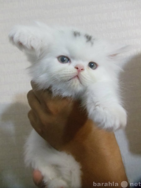 Продам: Милые персидские котятки ищут хозяина.
