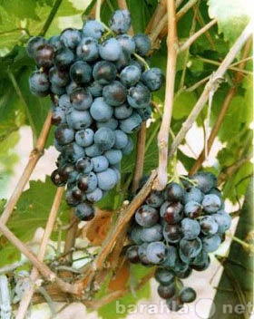Продам: черенки (чубуки) и саженцы винограда для