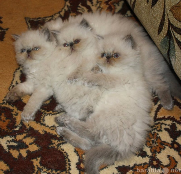 Продам: Персидские котята.Экзоты