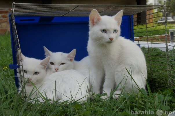 Отдам даром: Белоснежные котята в дар