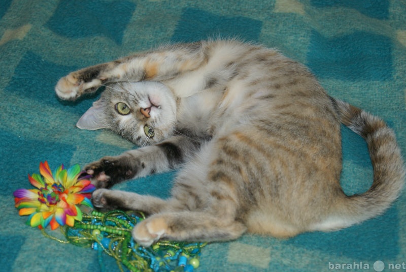 Отдам даром: Трина-необычайно ласковая кошка!