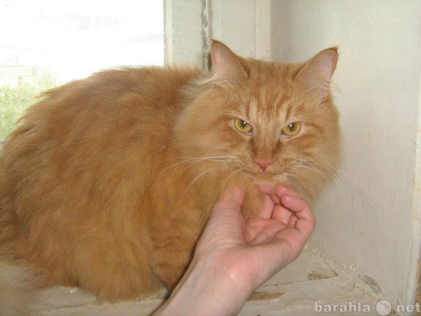 Отдам даром: Шикарный рыжий кот ищет дом, кастрирован