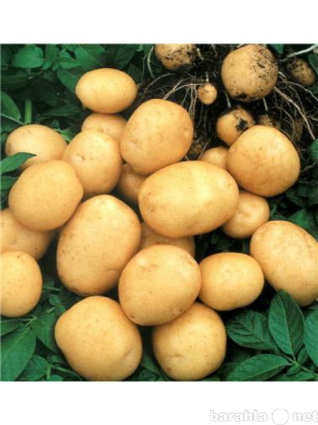 Продам: Картофель 2012г.