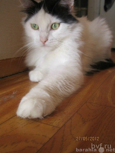 Отдам даром: Красивейший большой белый котэ в дар!