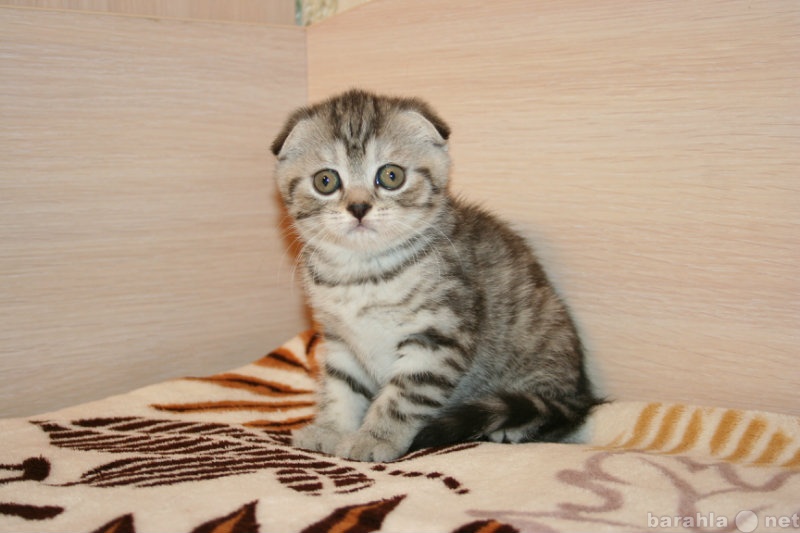 Продам: Шотландские котята питомник Kot&amp;cats