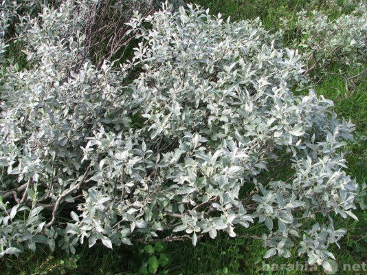Продам: Ива сизая - Salix glauca