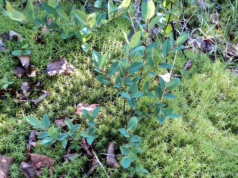 Продам: Ива черничная - Salix myrtilloides