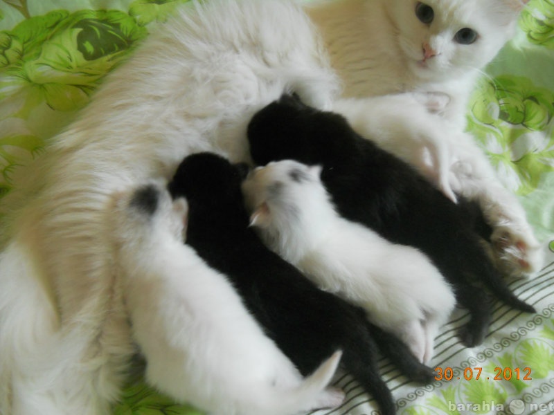 Продам: Пушистые белые и черные котята!