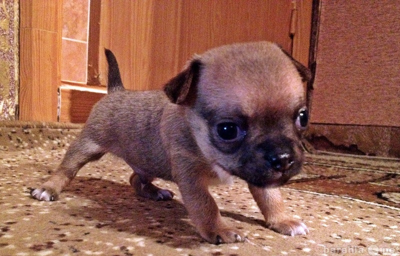Продам: щенок чихуа-хуа