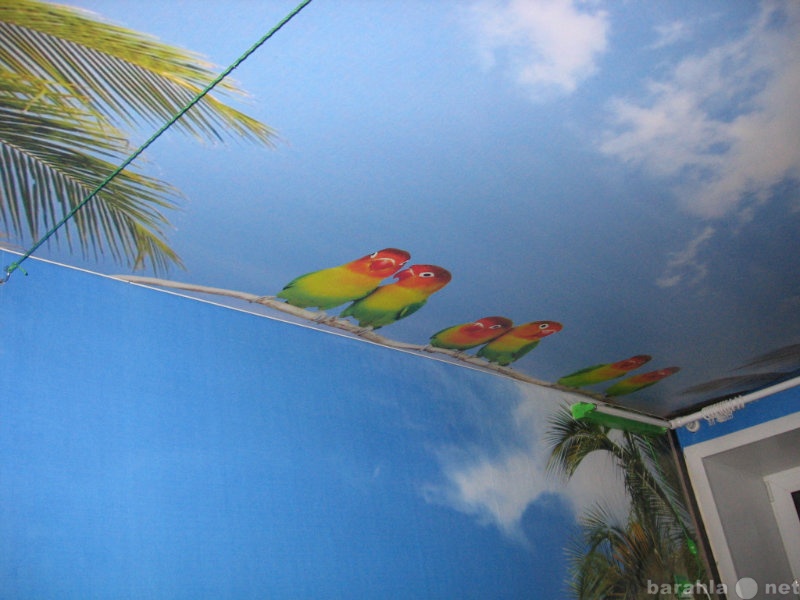 Продам: Натяжной Потолок с попугаями