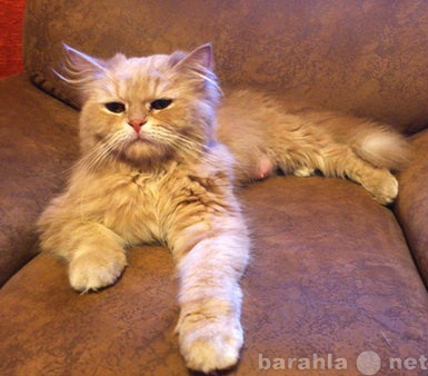 Продам: Метис перса. кошка Песета, 2 года, стери