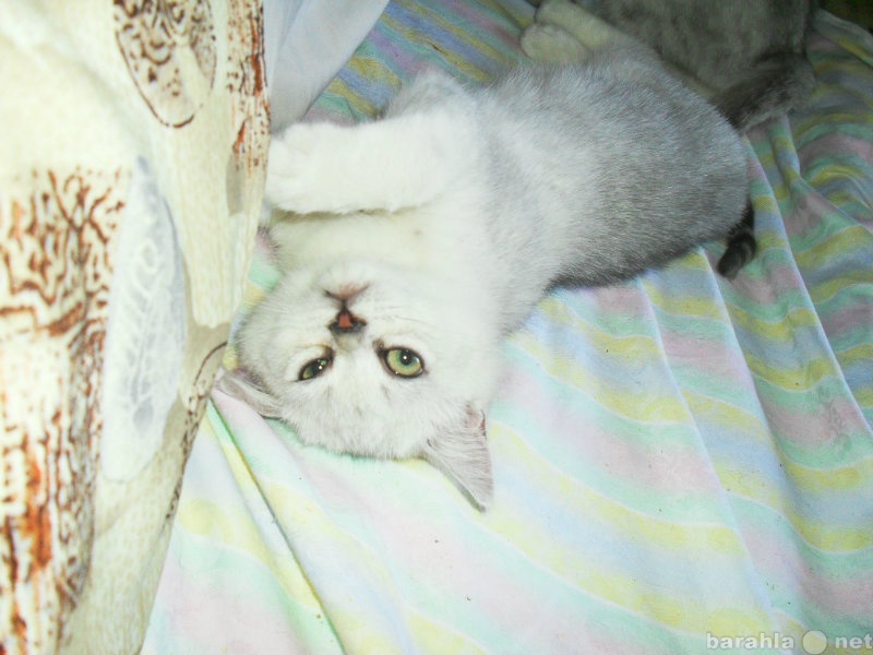 Продам: котята британские серебристых окрасов
