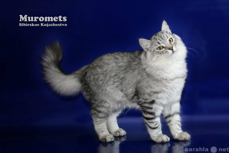 Продам: Настоящий сибирский котенок