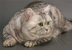 Продам: Шотландский котик для вязки Серебро. Чем