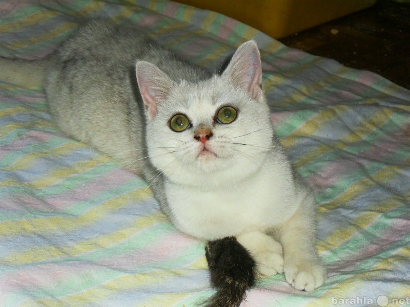 Продам: котята британские серебристых окрасов