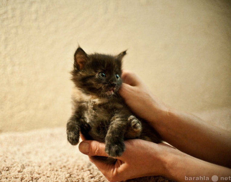 Отдам даром: Очаровательные котята в добрые руки