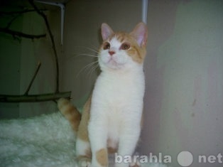Продам: Британский котик ярко-рыжего окраса