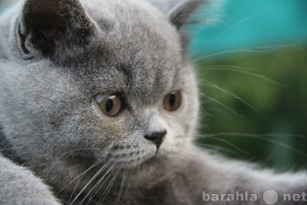 Продам: Британские котята из питомника ТАНЗАНИТ