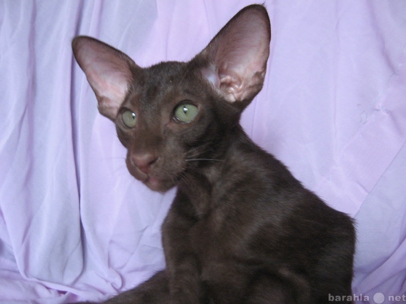 Продам: ориентальные котята  шоколадные (гавана)