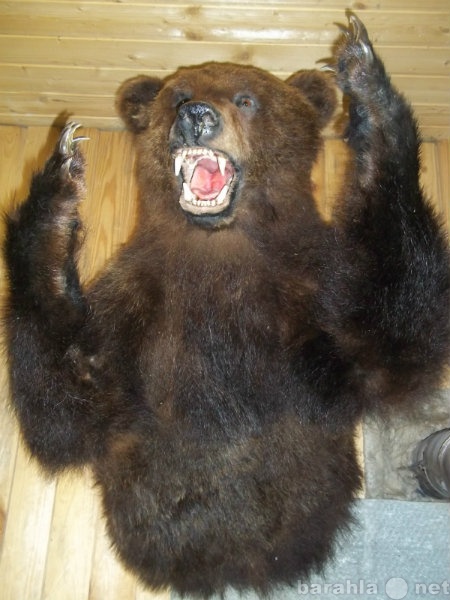 Продам: продам чучело медведя
