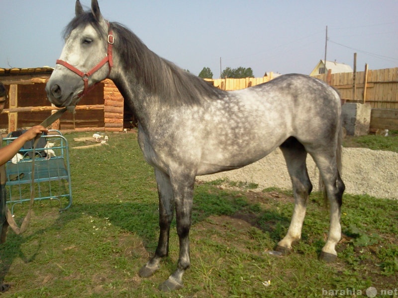 Продажа лошадей омск области. В Омске в городе Омске там в Омской области лошадь 4 4 5 6 лет. Продажа лошадей в Омске. Лошади на продажу город Омск. Продам лошадь Омск.