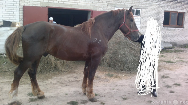 Продажа лошадей на авито в омской области. Омск лошади в городе. Лошади на продажу город Омск. В Омске в городе Омске там в Омской области лошадь 4 4 5 6 лет. Сколько стоит взрослый конь.