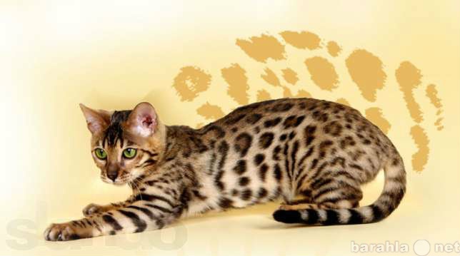 Продам: Бенгальский котенок. Ваш  мини-леопард