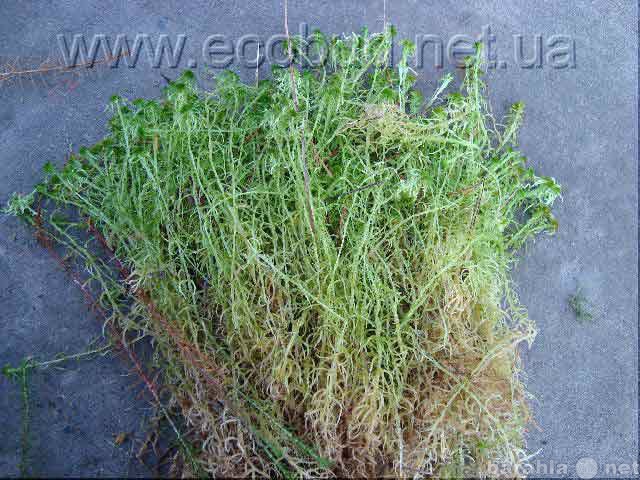 Куплю: мох болотный в мешках 50 руб. оптом