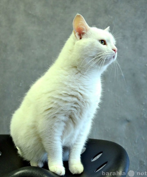 Отдам даром: Потрясающая кошка с плюшевой шерсткой