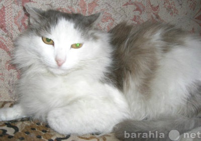 Отдам даром: Бело-серый пушистый кот