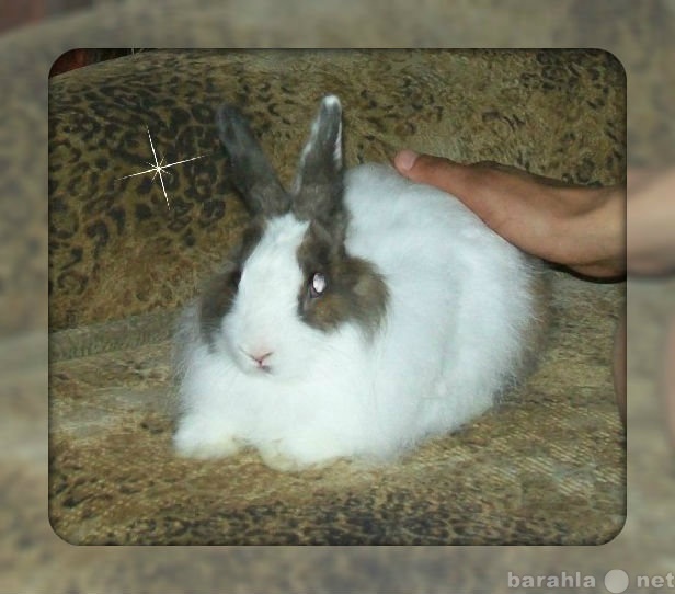 Продам: кролик