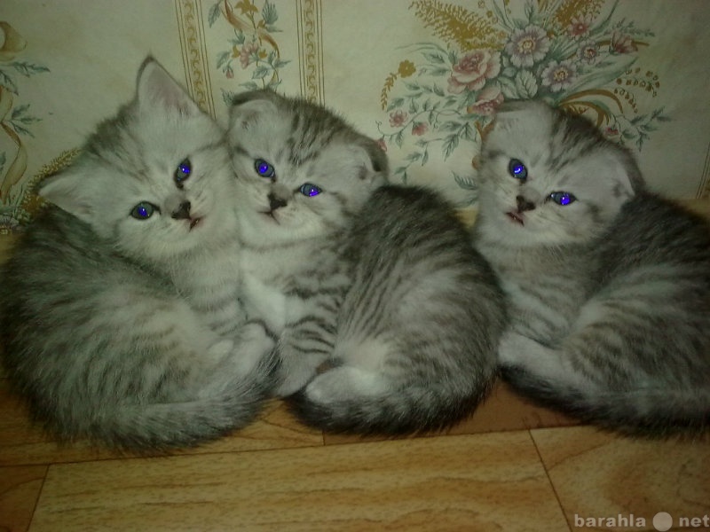 Продам: Шотландские котята от привозных родителе