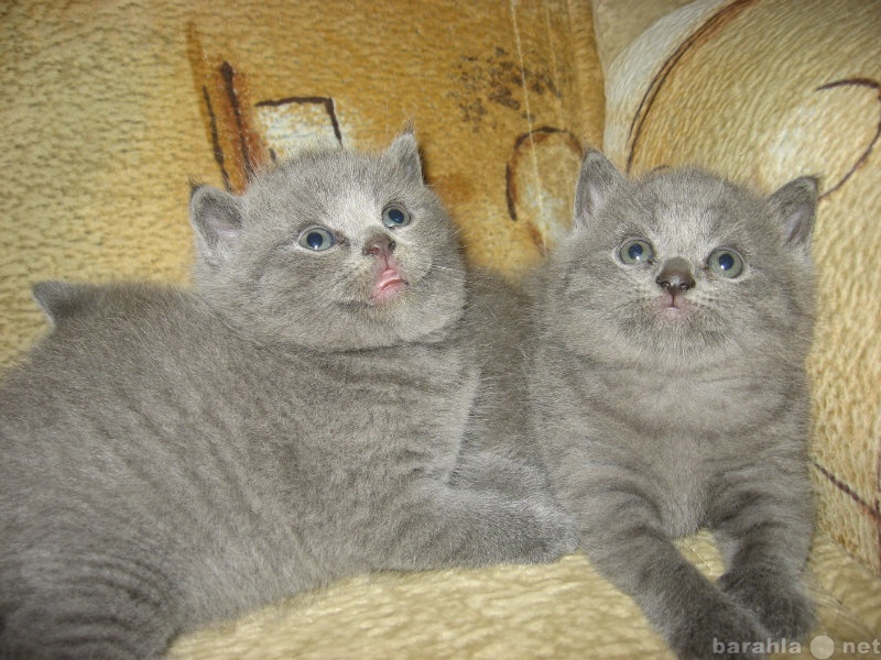 Продам: британские плюшевые котята