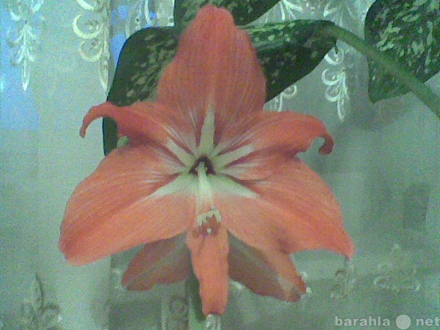 Продам: Комнатный цветок ГИППЕАСТРУМ