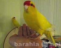 Продам: попугай новозеландский (какарик)