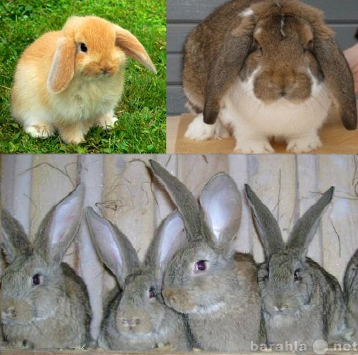 Продам: Кролики гиганты Фландр, Ризен, Баран.