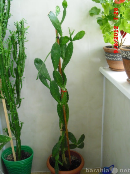 Продам: кактус с круглыми листьями