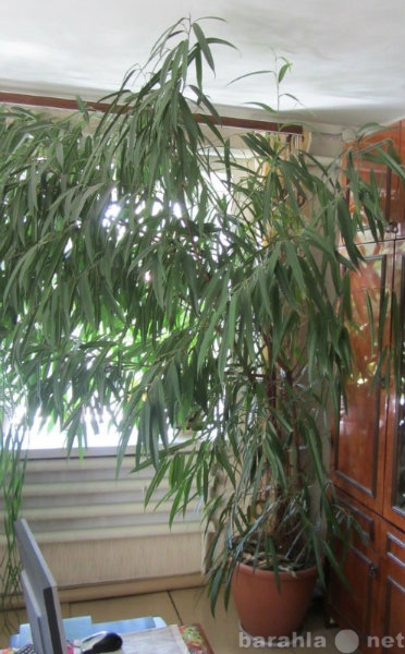 Продам: Крупные комнатные растения для офисов и