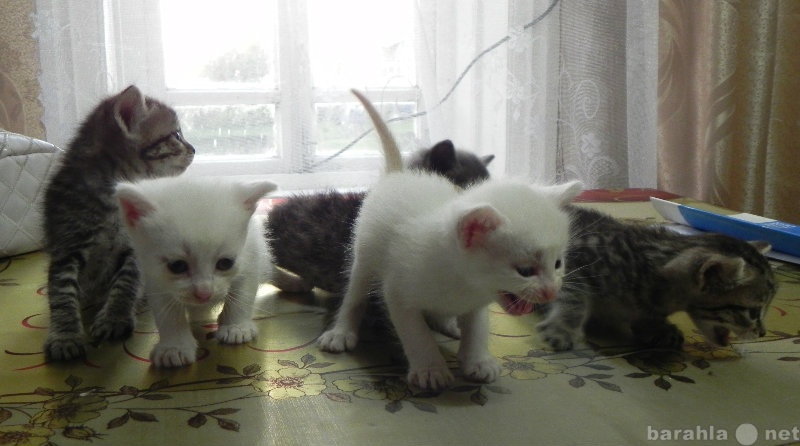 Отдам даром: 5 симпатичных котят