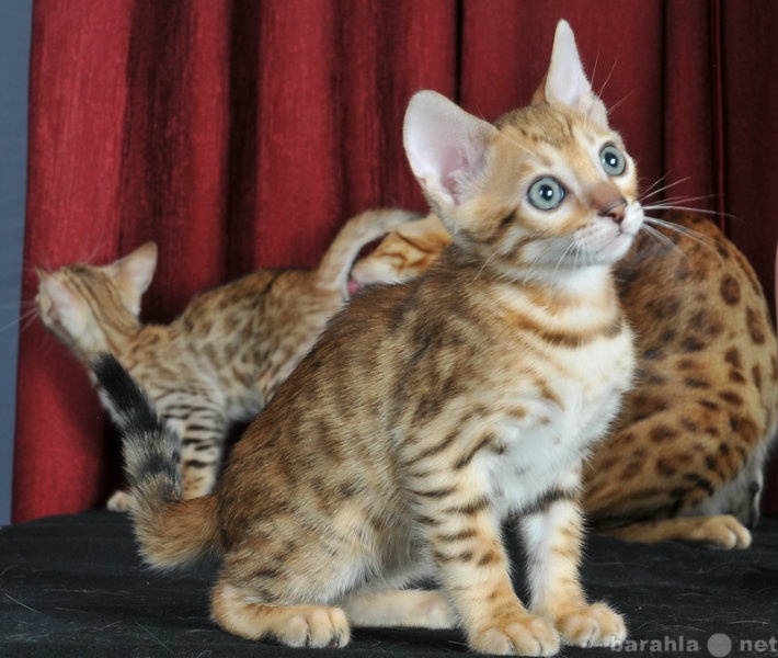 Продам: Бенгальские котята - маленькие леопарды