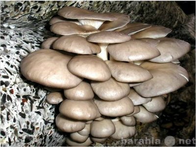 Продам: Мицелий грибов вешенки