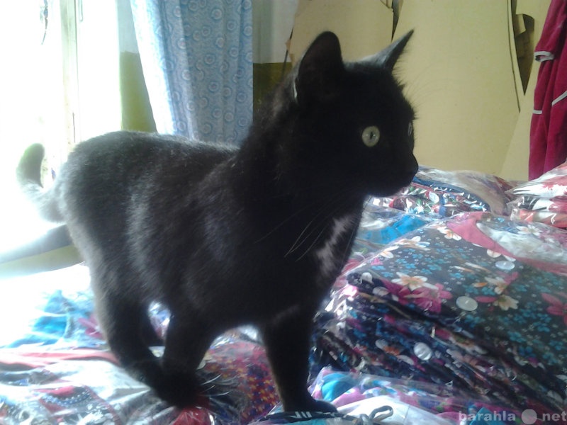 Отдам даром: Шикарный черный кот