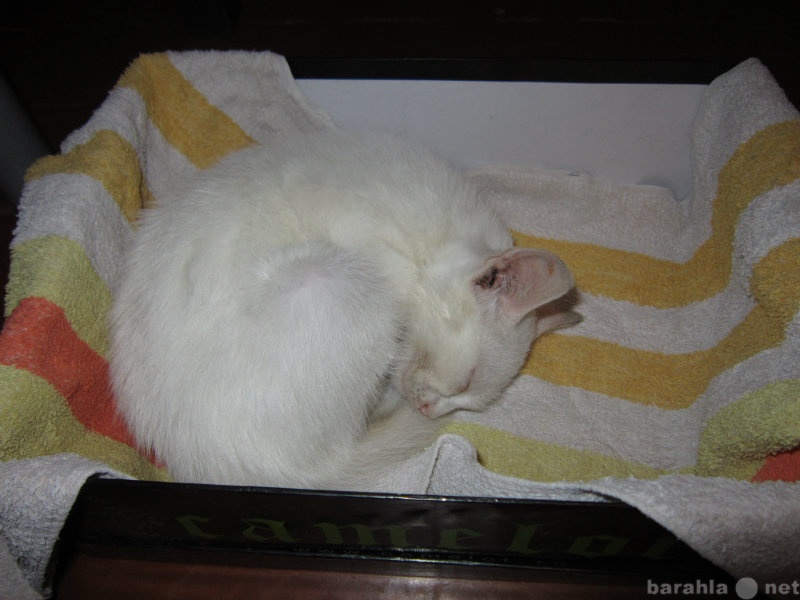 Отдам даром: Белый котенок(девочка)