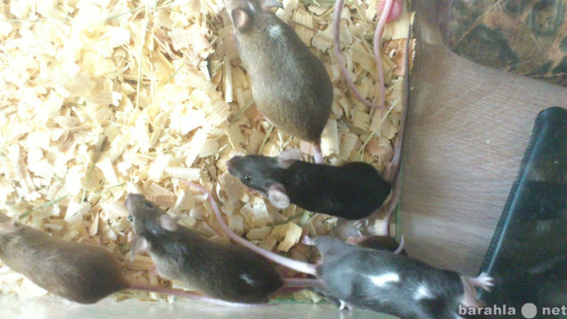 Продам: сатиновых мышей.